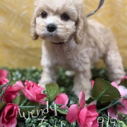 Wendy yellow - Golden female Cockapoo puppy in Haines City, Florida from Camic Cockapoos
