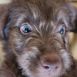 Labradoodle Puppies from Bollenberg Farm LLC