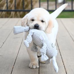 MR. ROYAL BonBon-Blue TBD - Yellow male Labrador Retriever puppy in Pasco, Washington from ROCK CREEK LABRADORS