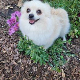 Vanilla - Pomeranian