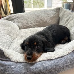 Boy 2 - male Dachshund puppy in Mobile, Alabama from Katrina's Dachshunds