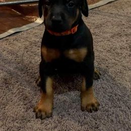 Doberman Pinscher Puppies from Brenda Snider