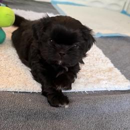 Wesley - Black and white male Shih Tzu puppy in Kettering, Ohio from The Ruff Life Tribe
