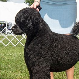 Gracie - Portuguese Water Dog