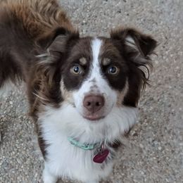 Miniature Australian Shepherds and Toy Australian Shepherds from Wellington Ranch Aussies