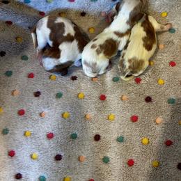 Leo - Blenheim male Cavalier King Charles Spaniel puppy in Paulden, Arizona from Nine Mile Cavaliers