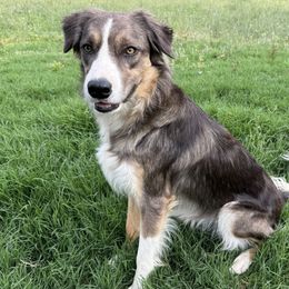 Cooper - Border Collie