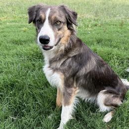 Cooper - Border Collie