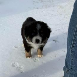 Ham - Black tri male Miniature Australian Shepherd puppy in Gatesville, Texas from Southern Promise Aussie’s