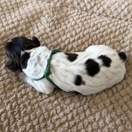 Wirehaired Pointing Griffon Puppies from Idleista Grand Chasseur