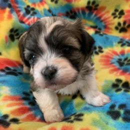 Shichons and Shih Tzus from Jacob’s Shih Tzu & Shichon