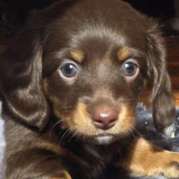 Hershey - Chocolate female Dachshund puppy in Oklahoma City, Oklahoma from Hamm Weenies  AKC (Dachshunds)