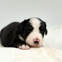 Davenport - Tri-color male Bernedoodle puppy in Clermont, Florida from Shadow Bernedoodles & Dog Training