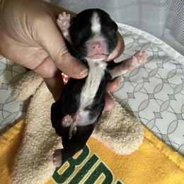 Boy 2 - Tricolor male Shih Tzu puppy in Warrior, Alabama from The Anderson Farms Kennel