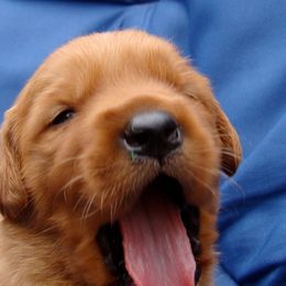 Golden Retriever Puppies from HighRoller Golden Retrievers