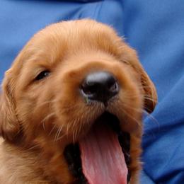 Golden Retriever Puppies from HighRoller Golden Retrievers
