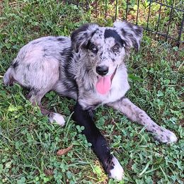 Miniature Australian Shepherd puppies from Mike & Josh Mini & Toy Aussies