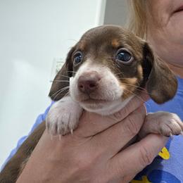 Gaia - Chocolate and tan female Dachshund puppy in Willard, Utah from Simply Sharing Love