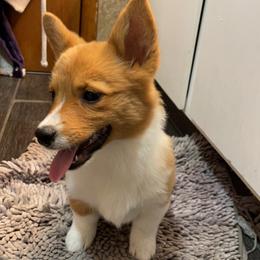 Pembroke Welsh Corgi Puppies from Gotta Chase Em All Corgis