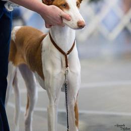 Ibizan Hound Puppies from AirO'Doe Ibizans