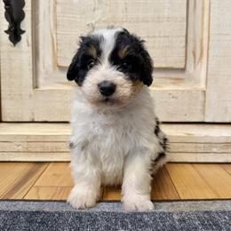 White Tricolor - Tri-color male Bernedoodle puppy in Brooksville, Florida from Kruger Doodles