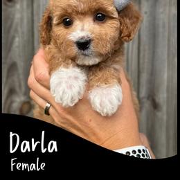 Darla - Red  female Goldendoodle puppy in Angier, North Carolina from A Breed Above Kennels