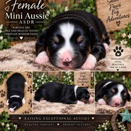 Cobia - Black tri female Miniature Australian Shepherd puppy in Lakeport, California from Akins Aussies/Wild Rose Ranch