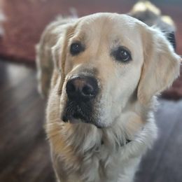 Daffney - Golden Retriever