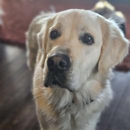 Daffney - Golden Retriever