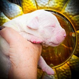 Boy 1 - male Dogo Argentino puppy in San Diego, California from Debonair Dogos