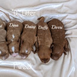 Bernedoodle and Cavapoo Puppies from Wag'in Tails