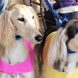 Salukis from Sopdet Salukis