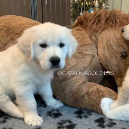 Golden Retriever Puppies from “Catalina Goldens” European Pedigree Companions