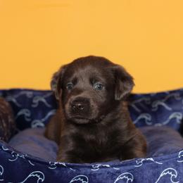 Karat - Black male Labrador Retriever puppy in Morrilton, Arkansas from Ancient Dogges Performance Dogs