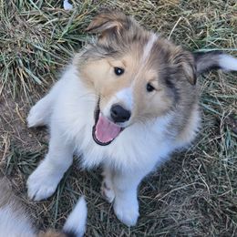 Collie Puppies from Mountain View Collies