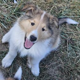 Collie Puppies from Mountain View Collies