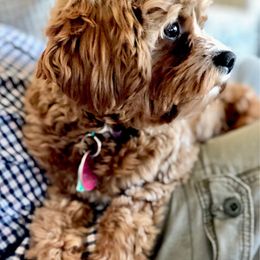 Saylor - Cavapoo