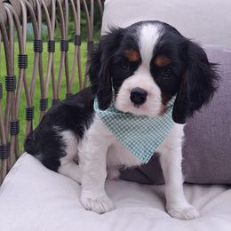 Eddie - Tri-color male Cavalier King Charles Spaniel puppy in Mohnton, Pennsylvania from Maple Grove Cavaliers