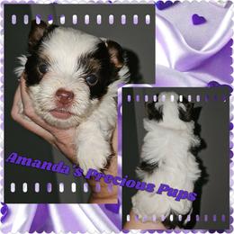 Olivia - Chocolate, tan and white female Yorkshire Terrier puppy in Wartburg, Tennessee from Amanda's Precious Pups