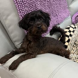 Asher - Black male Yorkipoo puppy in Collier County, Florida from Star Catcher Pups