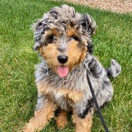 Aussiedoodle and Poodle Puppies from Superior AussieDoodles
