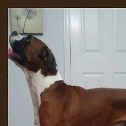 Griffey - Boxer