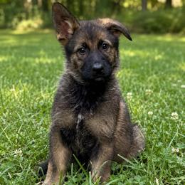 Selena - Sable female German Shepherd puppy in London, Kentucky from Kentucky Bluegrass Wirehair Dachshunds