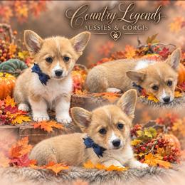 Reese - Sable and white male American Corgi puppy in Missouri from Country Legends Aussies & Corgis