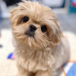 Dolly - Cream and white female Shih Tzu puppy in Gilbert, Arizona from 🌗 New Moon Shih Tzu 🌗
