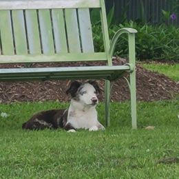 Australian Shepherd All Grown Up from TX Wild Heart Aussies