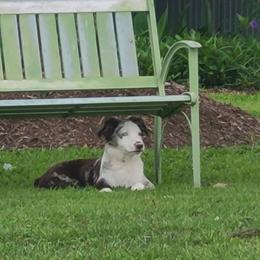 Australian Shepherd All Grown Up from TX Wild Heart Aussies