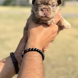 French Bulldog Puppies from Horror Line Frenchies