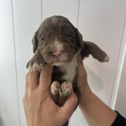 Java - Chocolate male Australian Labradoodle puppy in Orange, California from Little Kingdom Doodles