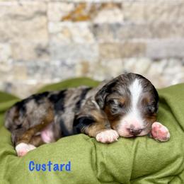 Custard - Merle male Bernedoodle puppy in Midland, Michigan from Northern Charm Farm